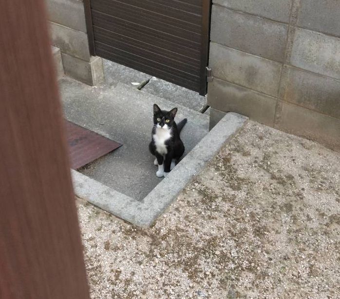 ときおり研究報告に来る助手猫 ときおり研究報告に来る助手猫