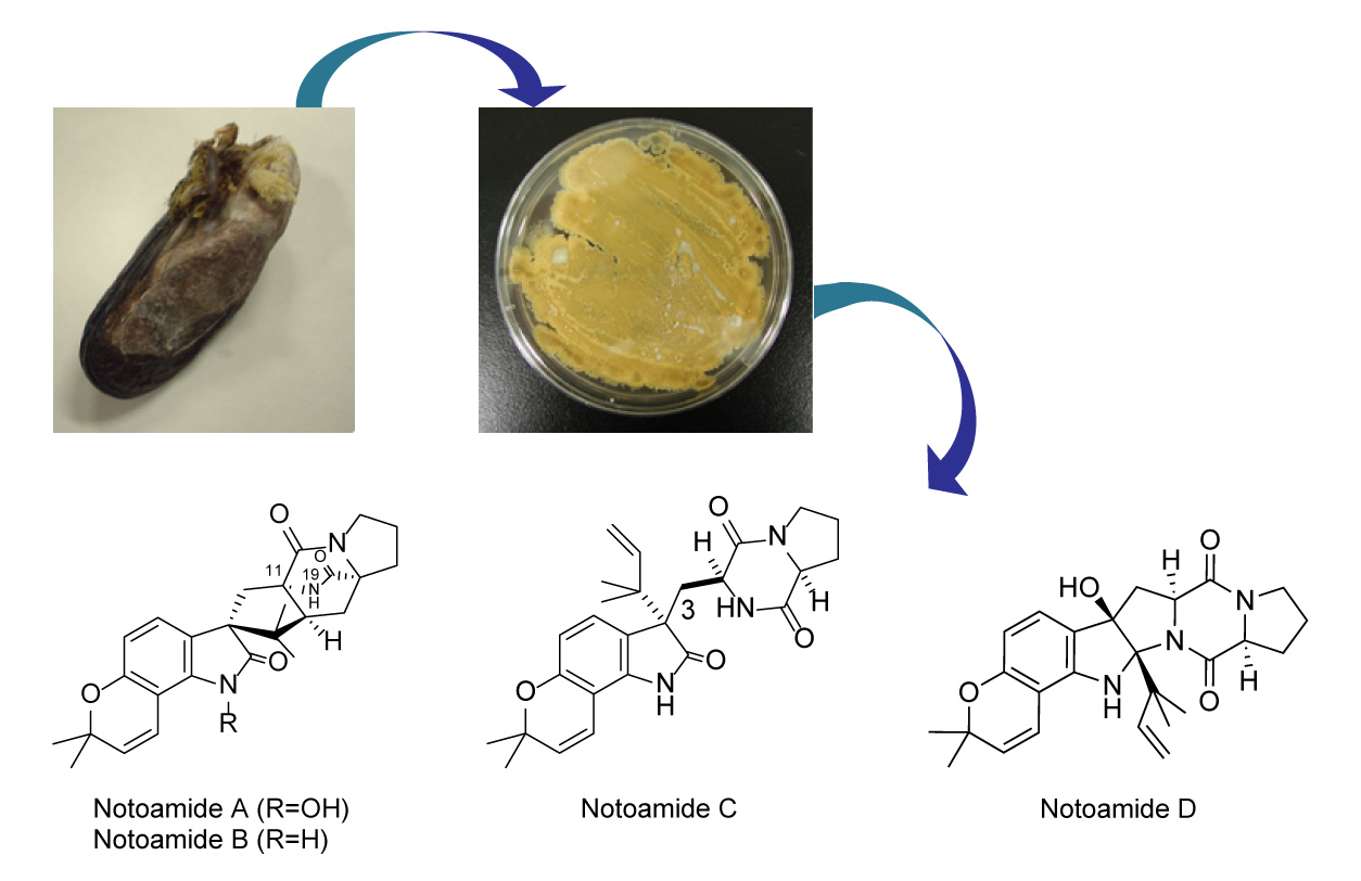 Notoamide