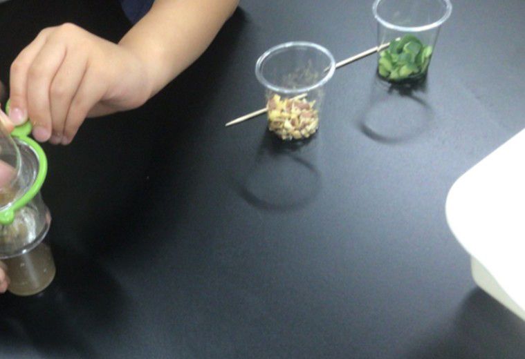 身近な野菜からのでんぷんの抽出