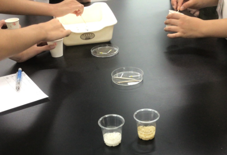 白米と玄米からのミニ甘酒作り