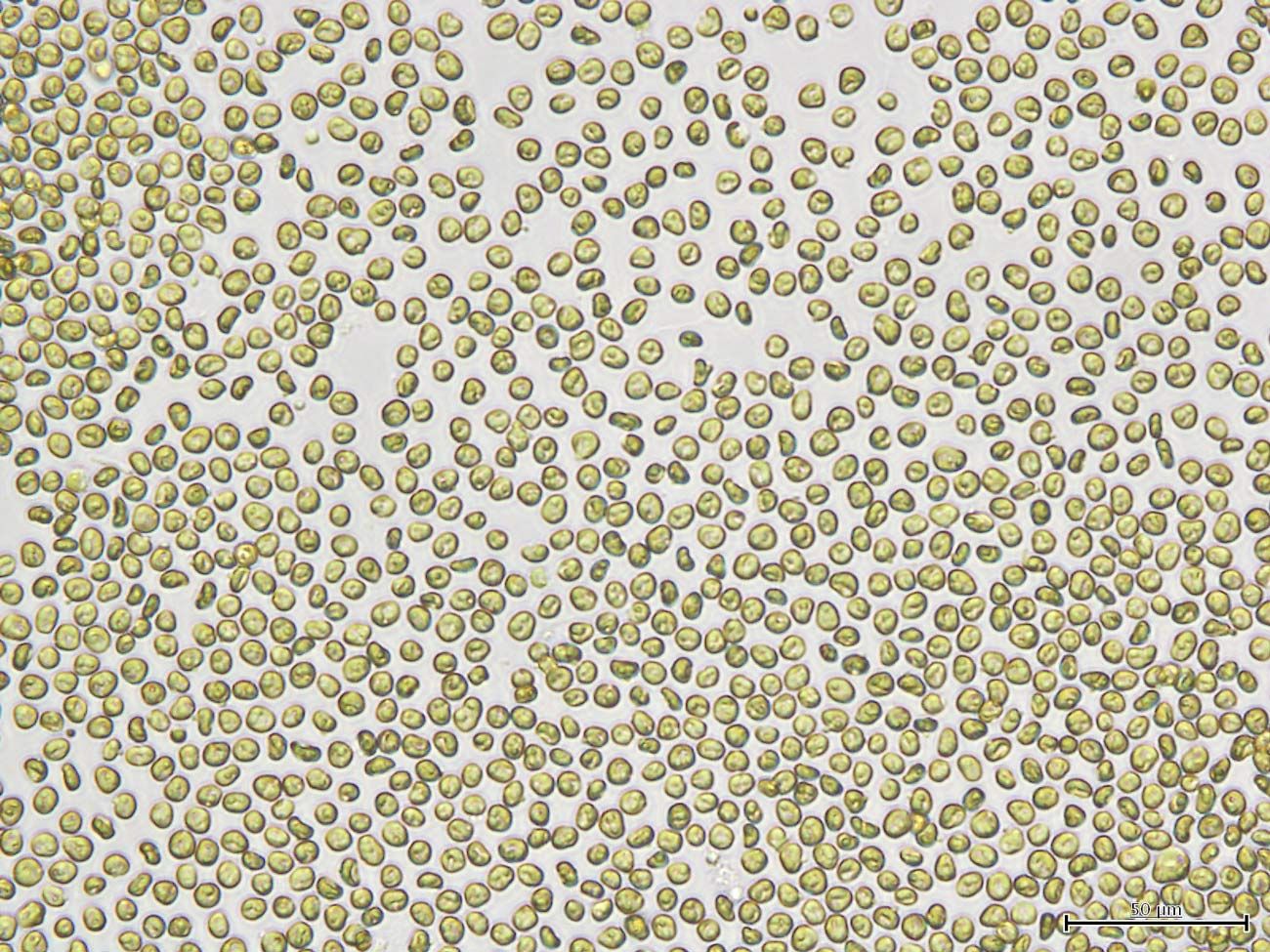 微細藻類「パブロバ」