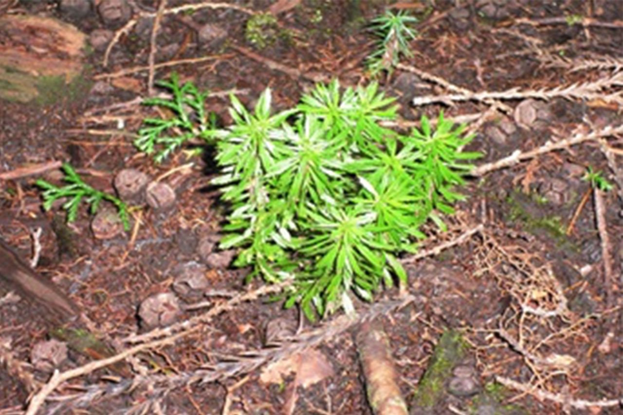 Lycopodium serratum